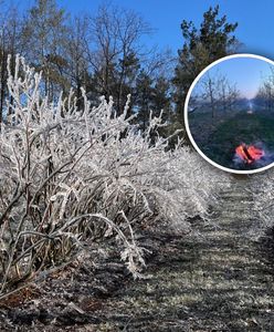 Sadownicy drżą przez przymrozki. "Sytuacja robi się nieciekawa"