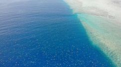 Morze żółwi w Australii. Niesamowity widok z drona blisko Wielkiej Rafy Koralowej