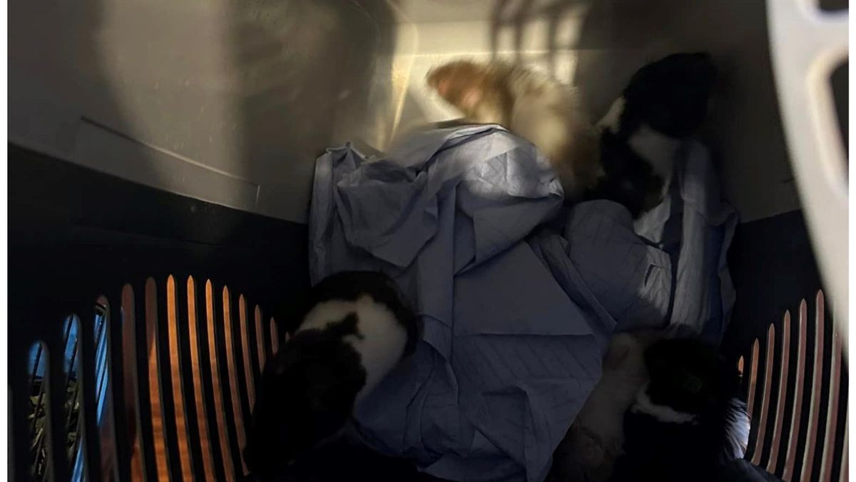 Chłopiec wyrzucił chomiki bo kazała mu matka