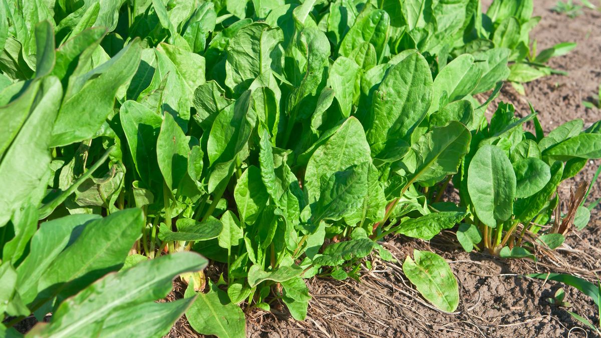 Szczaw zwyczajny osiąga od 30 do 100 cm wysokości