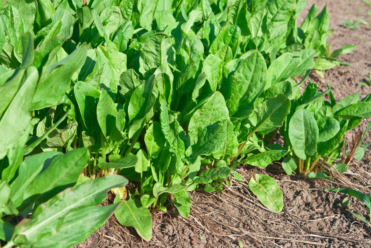 Szczaw zwyczajny – wygląd, zastosowanie i właściwości lecznicze