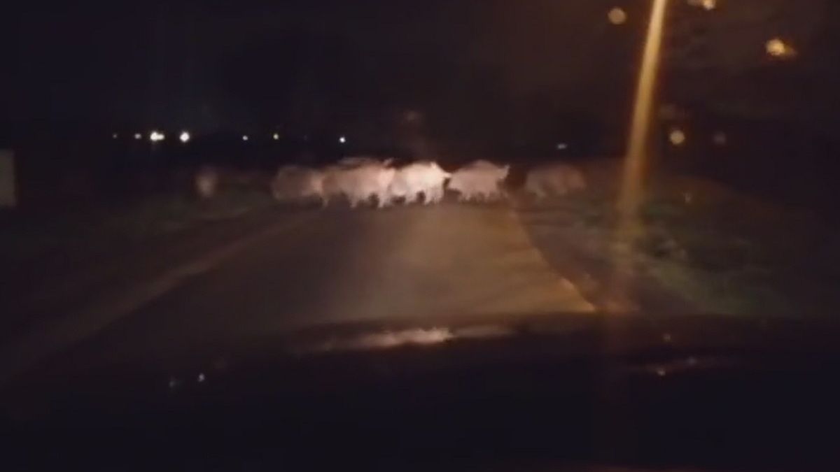 Grasujące dziki na ul. Zadębie w Lublinie
