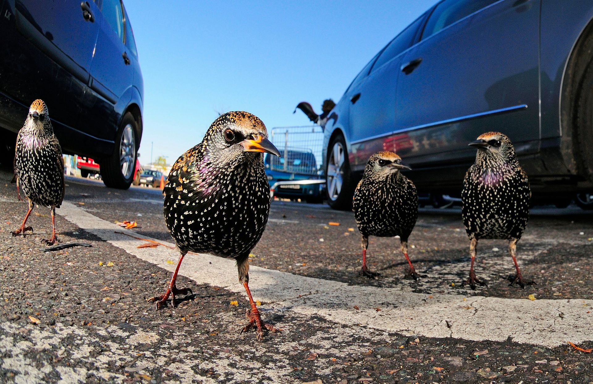 The British Wildlife Photography Awards 2015, czyli fotografia przyrody w najlepszym wydaniu 9