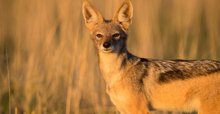 Klimat się zmienia, fauna też. Egzotyczne zwierzęta coraz częściej widziane w Polsce