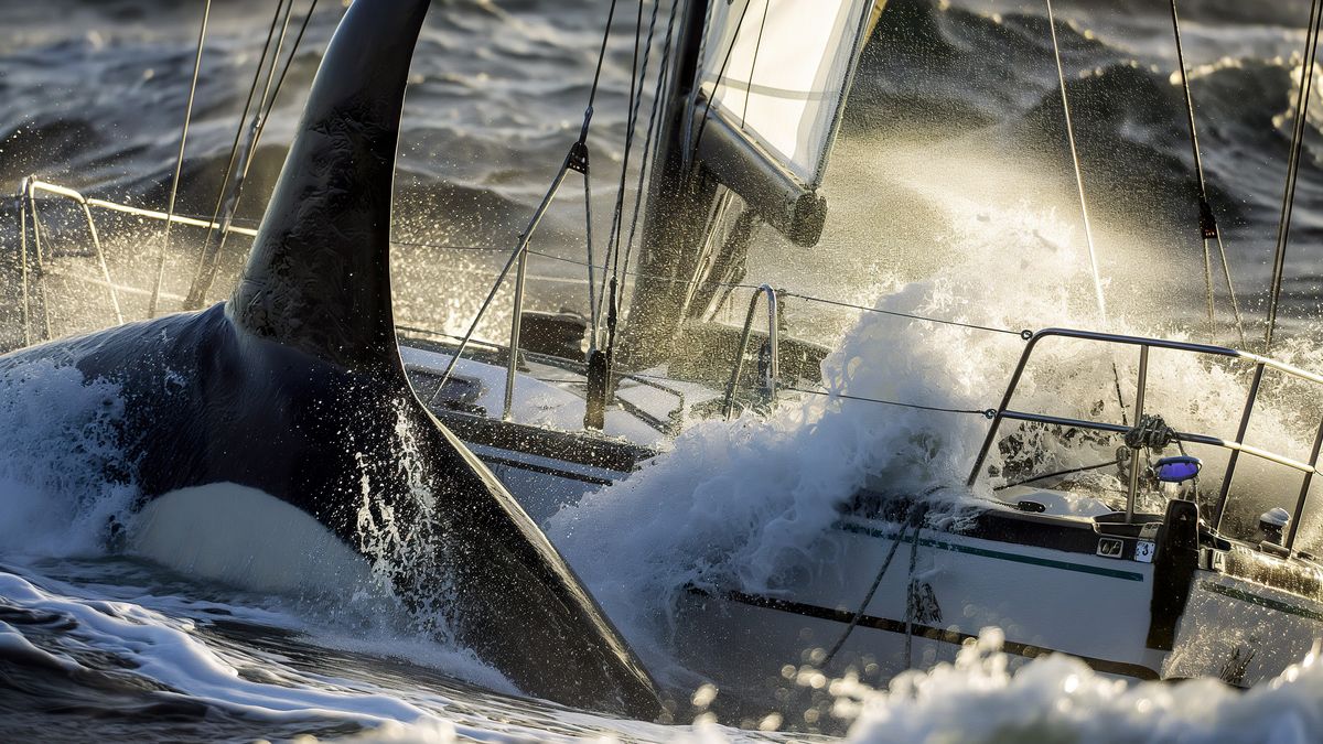 Małe statki coraz częściej padają ofiarami orek