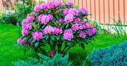 Domowe sposoby na rododendrona. Zakwitną obficie