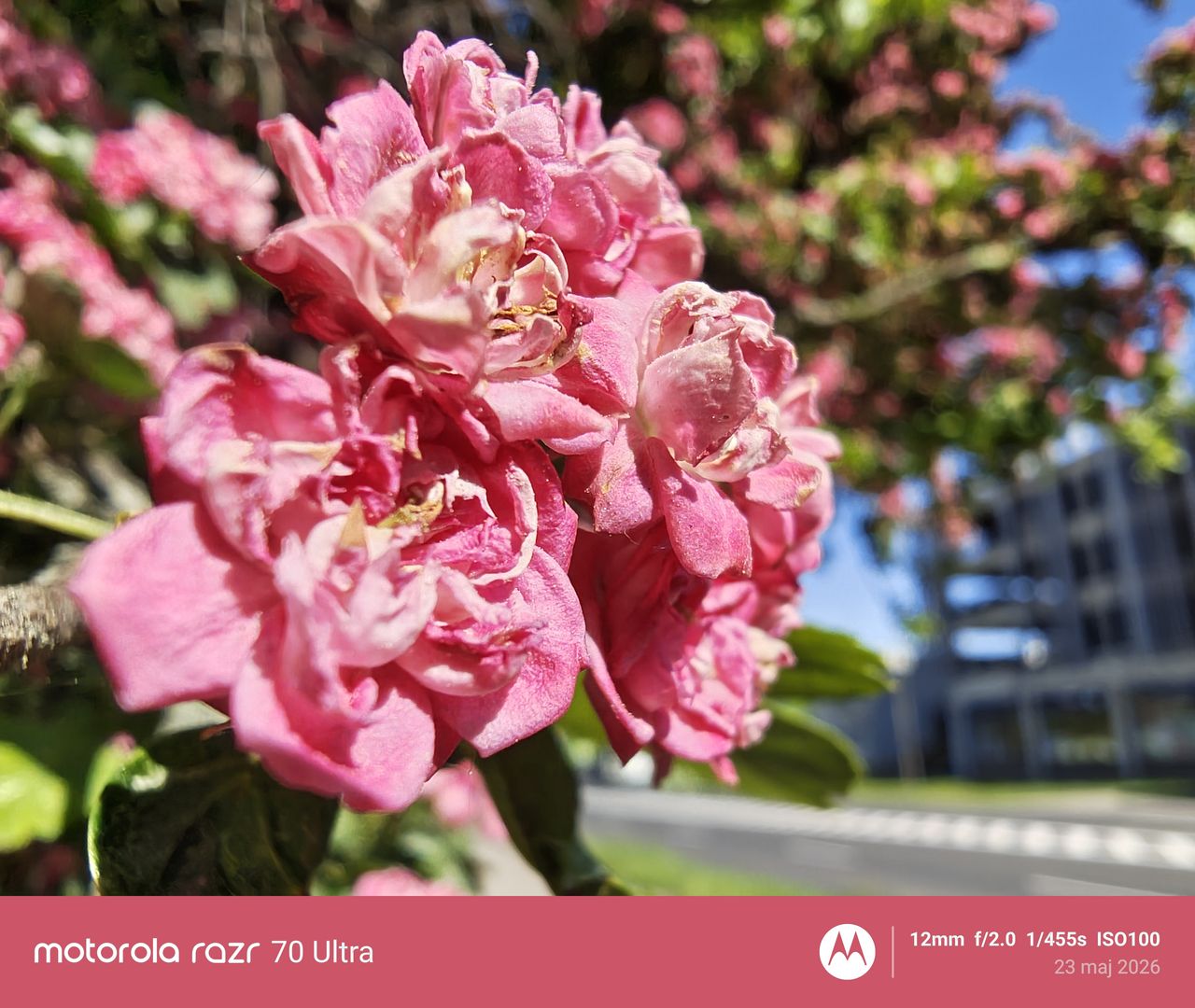 Motorola razr 70 Ultra - przykładowe zdjęcie