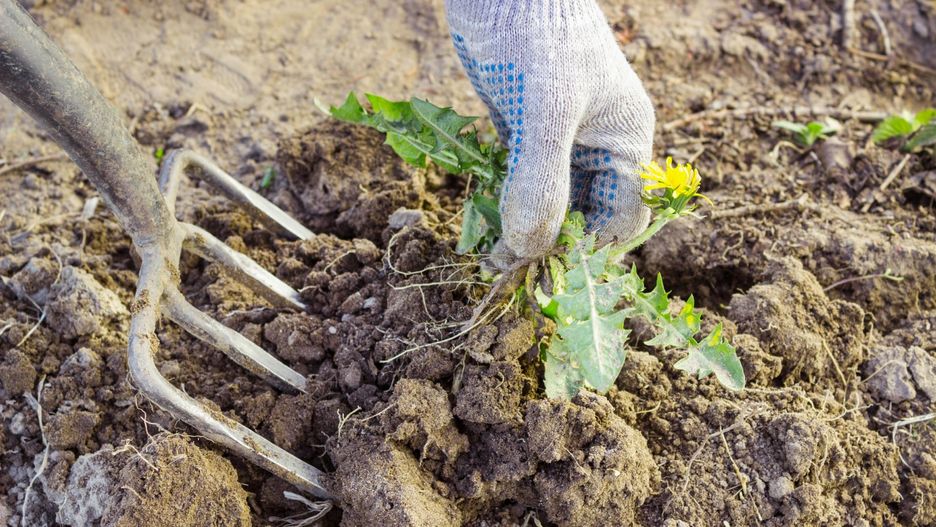 Oprysk z wódki pomoże pozbyć się chwastów
