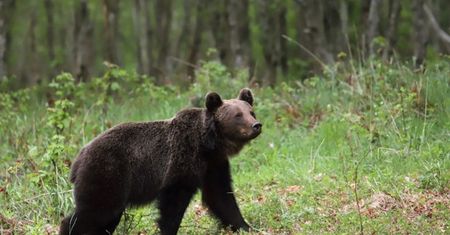 Tatry. Niedźwiedź gonił turystów. "To niepokojące"