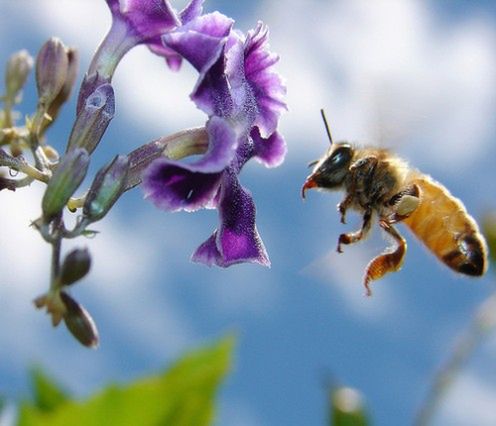 Wiosna, nareszcie wiosna! - zobacz 15 wiosennych fotografii 14