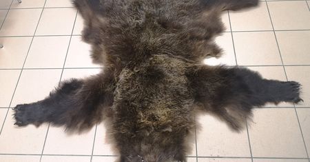 KAS udaremniła przemyt skóry niedźwiedzia brunatnego