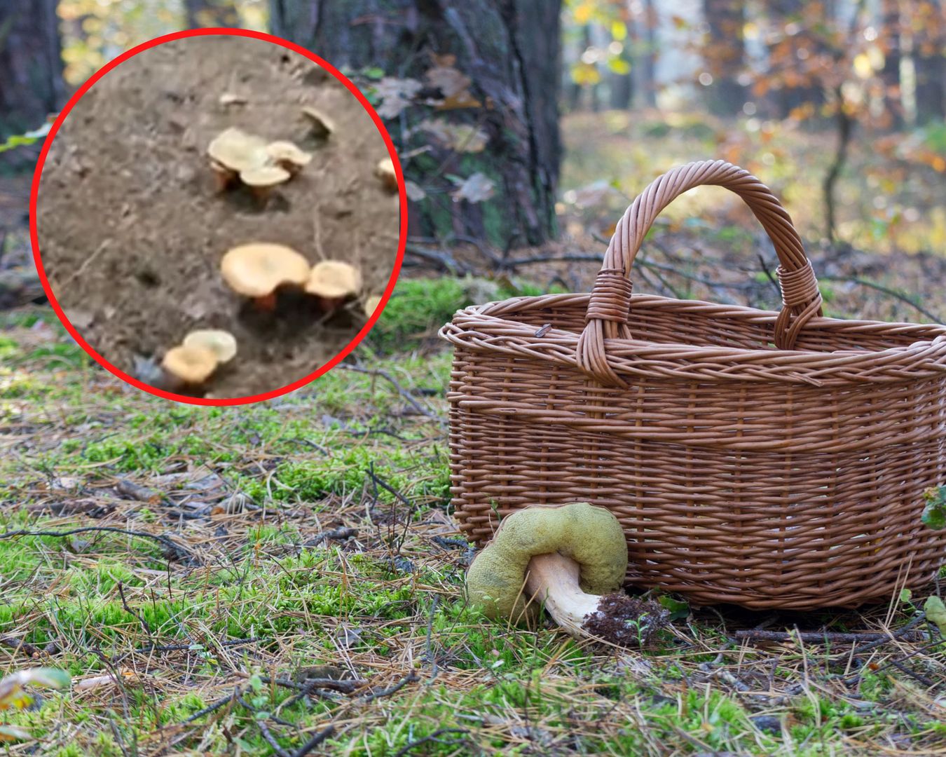 Poszedł na grzyby. Czegoś takiego się nie spodziewał