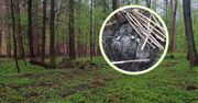 Znalazłeś? Nie dotykaj. Leśnik: "Większość nie przeżywa kilkunastu godzin"