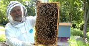 Dramatyczna sytuacja polskich pszczelarzy. Masowo likwidują pasieki