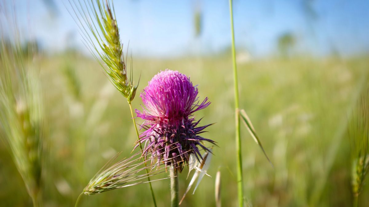Olej z ostropestu posiada liczne właściwości zdrowotne
