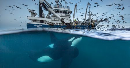 Fotografie finalistów Wildlife Photographer of the Year 2016 pokazują zachwycające piękno przyrody