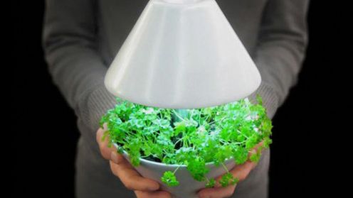 Lightpot - lampka i ogródek w jednym 1