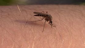 Zapachy – najlepsza broń na komary