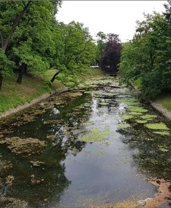 Śnięte ryby w miejskiej fosie. Ważny komunikat dla mieszkańców Wrocławia