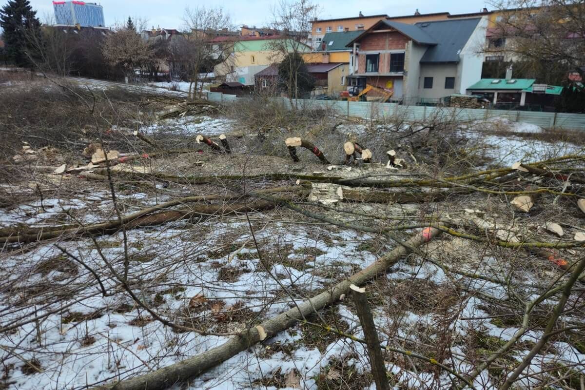 Wycinka drzew na rogatce warszawskiej