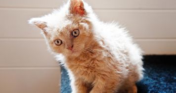 Selkirk rex wygląda jak kot po trwałej. Loki ma nawet na wąsach