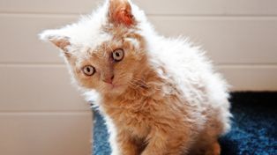 Selkirk rex wygląda jak kot po trwałej. Loki ma nawet na wąsach