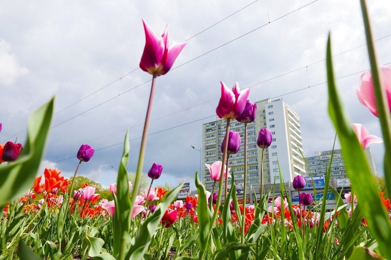 Warszawa będzie latem najpiękniejsza.
