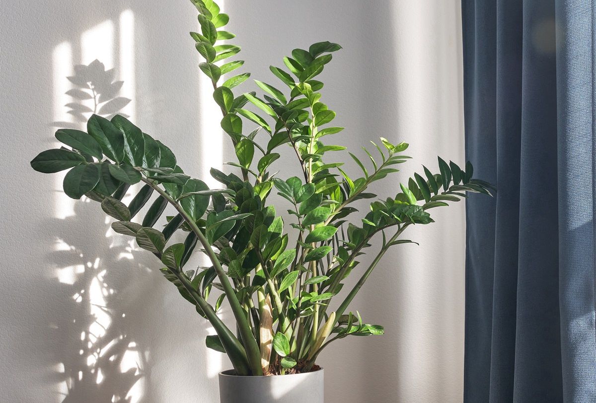 Boost your zamioculcas: Easy gelatin trick for lush growth