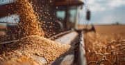 Kryzys na rynku zboża. Rolnicy apelują o skup interwencyjny