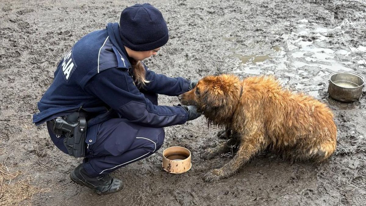 Policjanci zajęli się zaniedbanym psem 