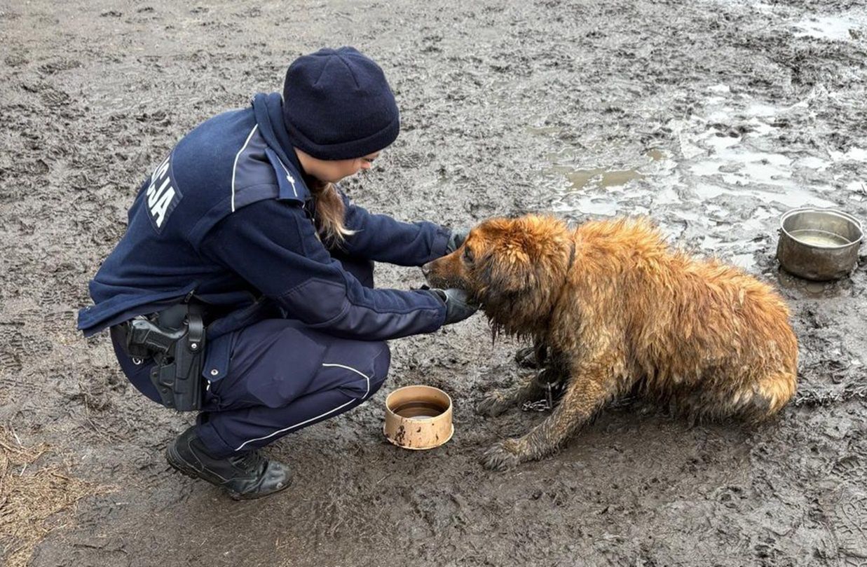 Właściciel zmarł, pies został na łańcuchu. "Zwierzę było ubłocone"
