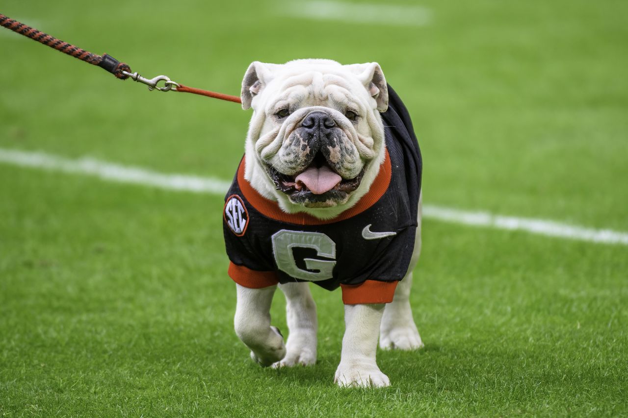 UGA's mascot controversy: Balancing tradition and animal rights