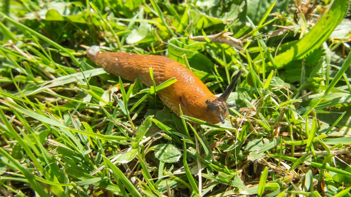 Jak poradzić sobie ze ślimakami w ogrodzie?