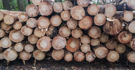 Ceny opału. Oto limity drewna z nadleśnictwa
