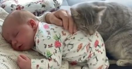 Kot położył się na niemowlaku. Wzruszające nagranie podbija sieć