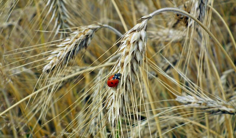 Polska eksportuje coraz więcej zbóż - samej pszenicy w maju "wypłynęło" z polskich  portów ok. 350 tys. ton 
