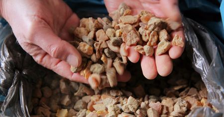 Ogromne złoża w okolicach Słupska. Nawet 20 ton bursztynu