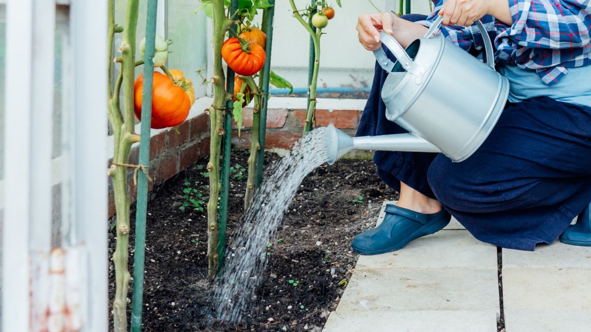 Pomidory będą duże i czerwone. Wystarczy prosty trik