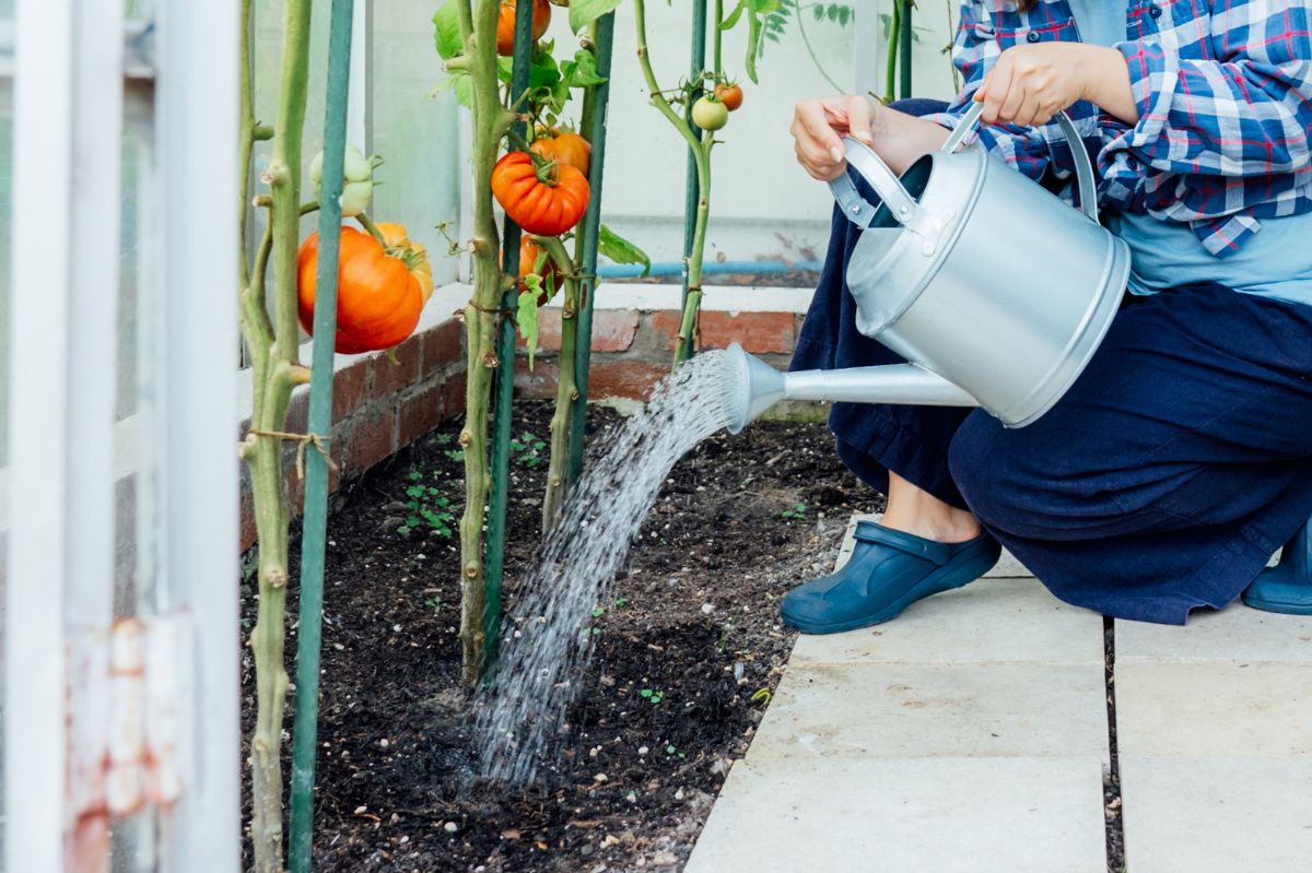 The secret to sweet success: Grandmother's sugar water trick for tomatoes