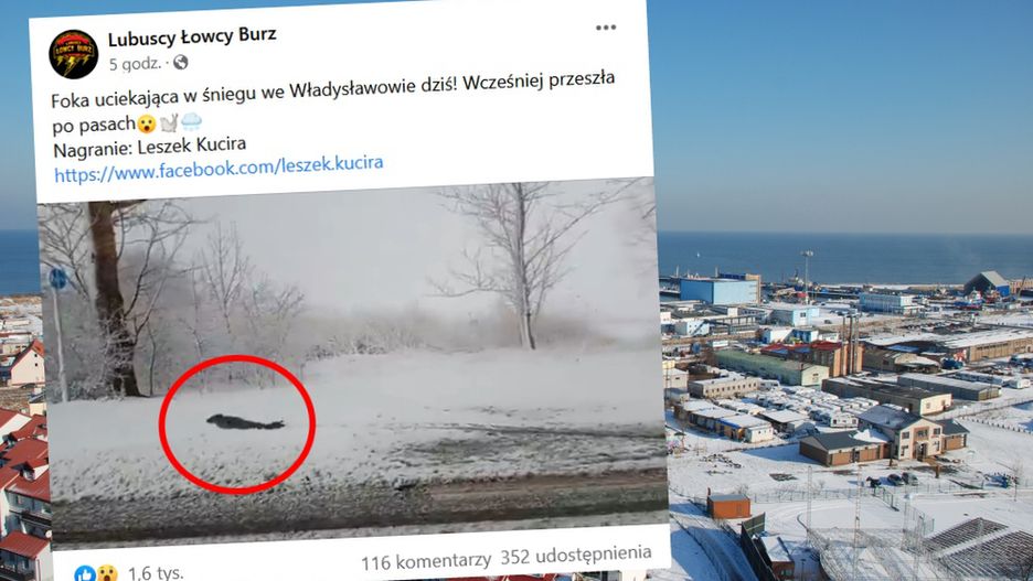 Foka w śniegu we Władysławowie