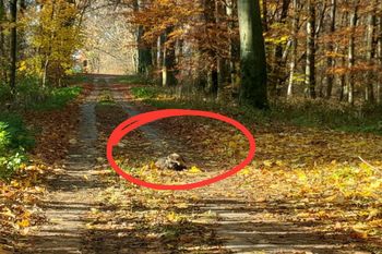 Leżał na środku ścieżki. Leśnicy zachwyceni. "Jedyny w Europie"