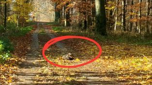 Leżał na środku ścieżki. Leśnicy zachwyceni. "Jedyny w Europie"