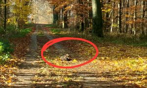 Leżał na środku ścieżki. Leśnicy zachwyceni. "Jedyny w Europie"