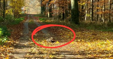 Leżał na środku ścieżki. Leśnicy zachwyceni. "Jedyny w Europie"