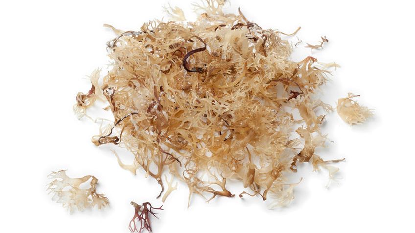 Surowe wodorosty irish moss