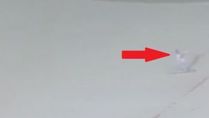 "Nie było czego zbierać". Niewiarygodny lot w Niemczech