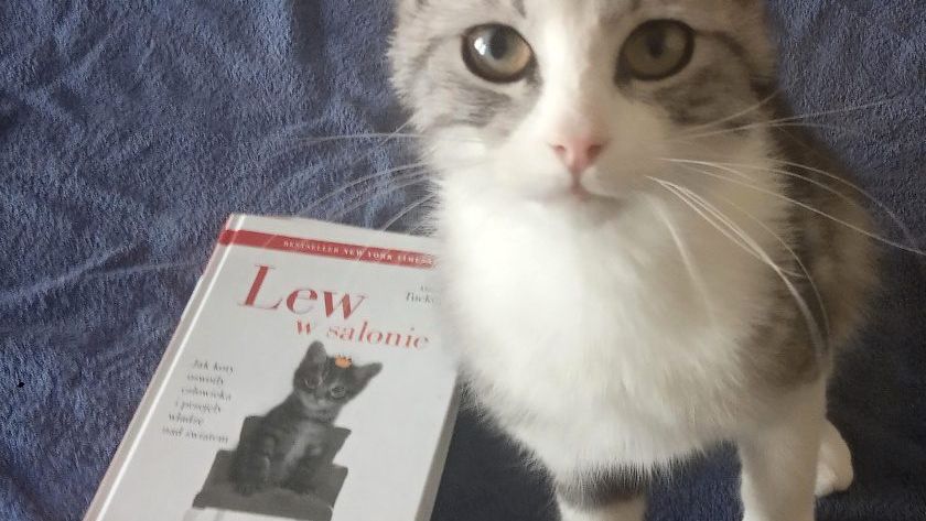pepe lew w salonie