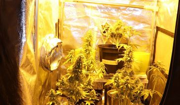 Będzin. Domowa uprawa konopi indyjskich zlikwidowana, pomógł konflikt małżeński