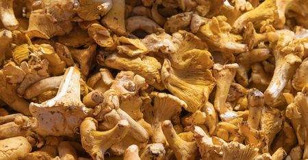 Zawierają więcej beta-karotenu niż marchewka. Chronią serce, obniżają cholesterol