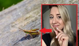 Jadalne owady coraz popularniejsze. Sprawdziłam, jak smakują świerszcze z marketu
